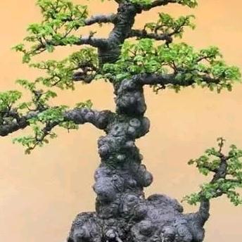 静来赏桩