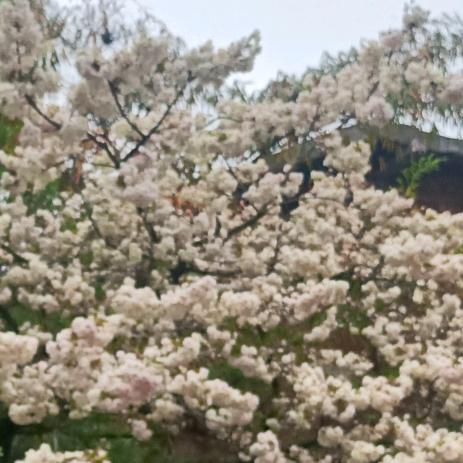 🇵🇰诚信🇨🇳