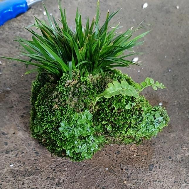 老邓菖蒲