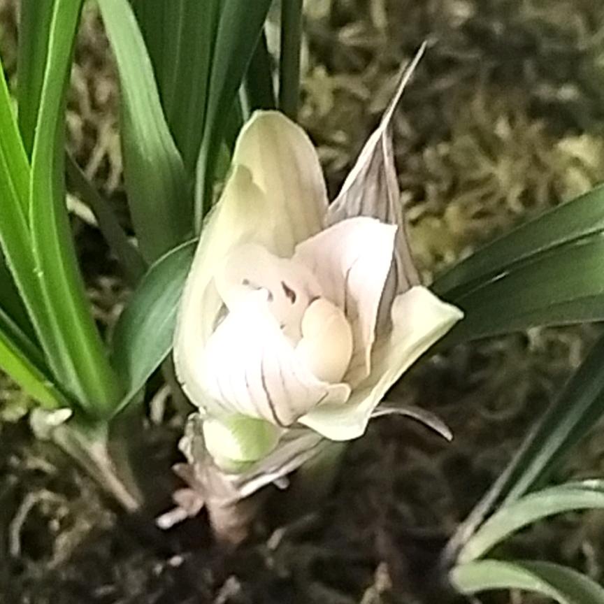 伤不起