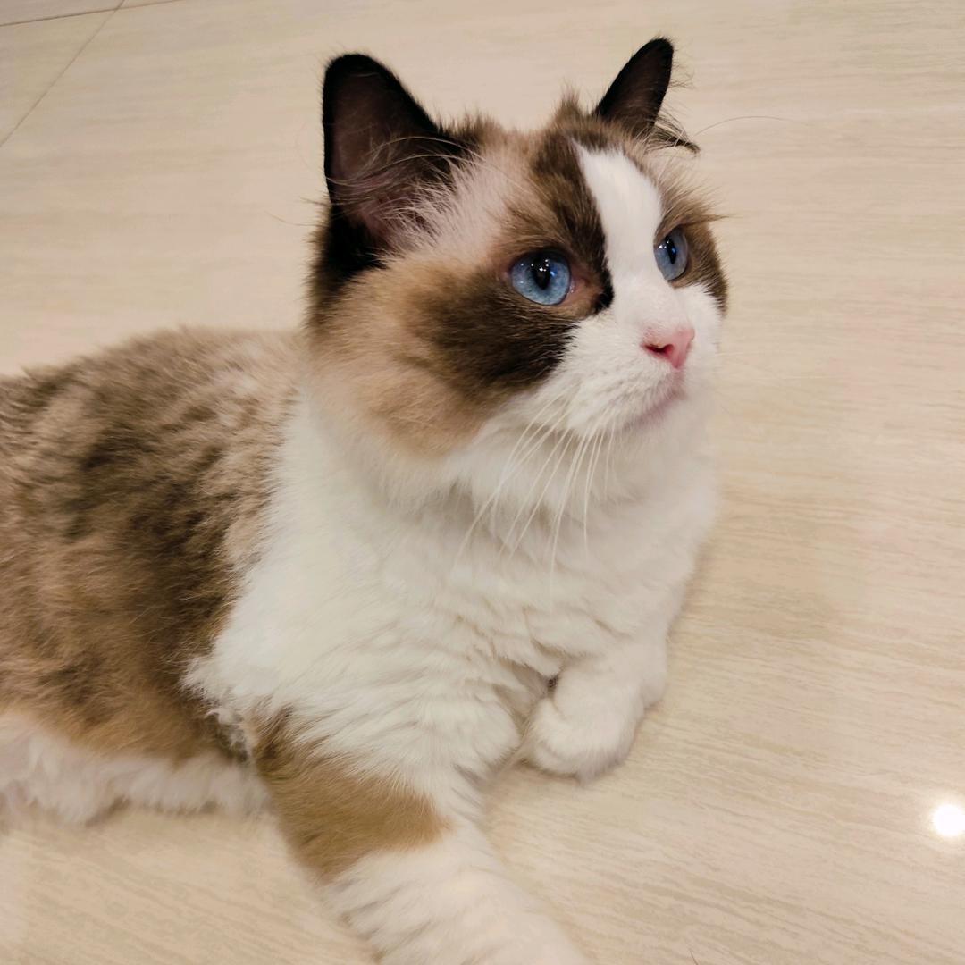 茜太郎