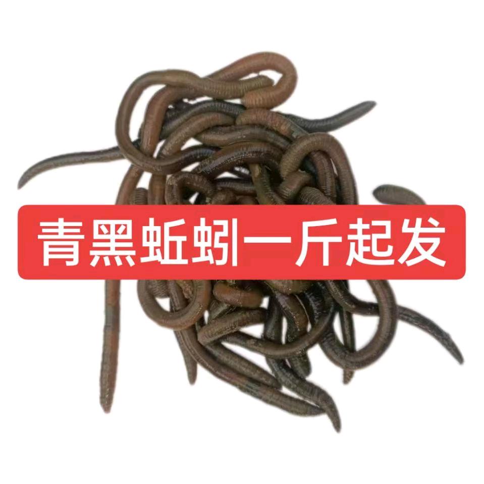 阿文青蚯蚓