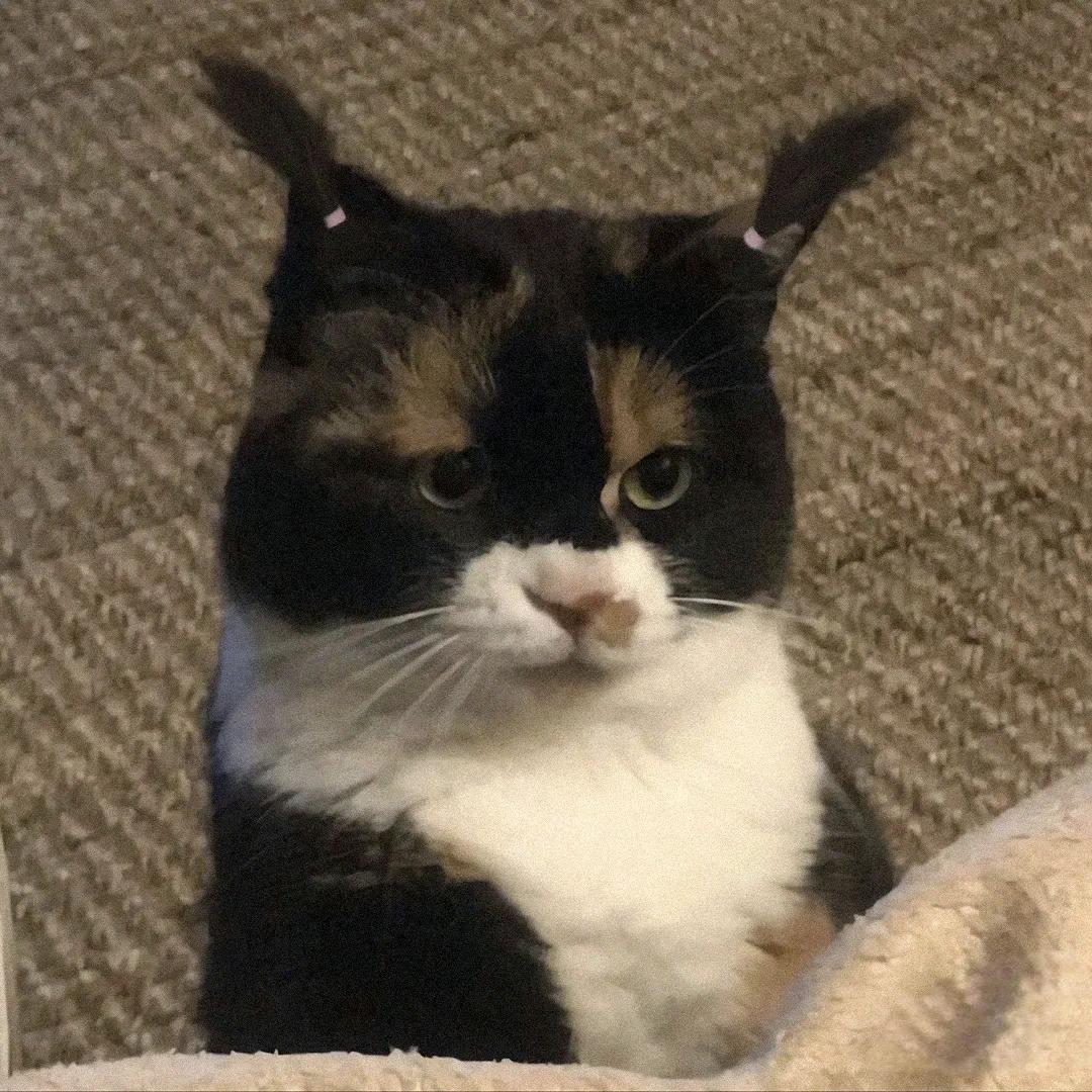 不回消息就是在睡觉