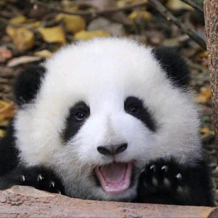 混沌但是很清醒