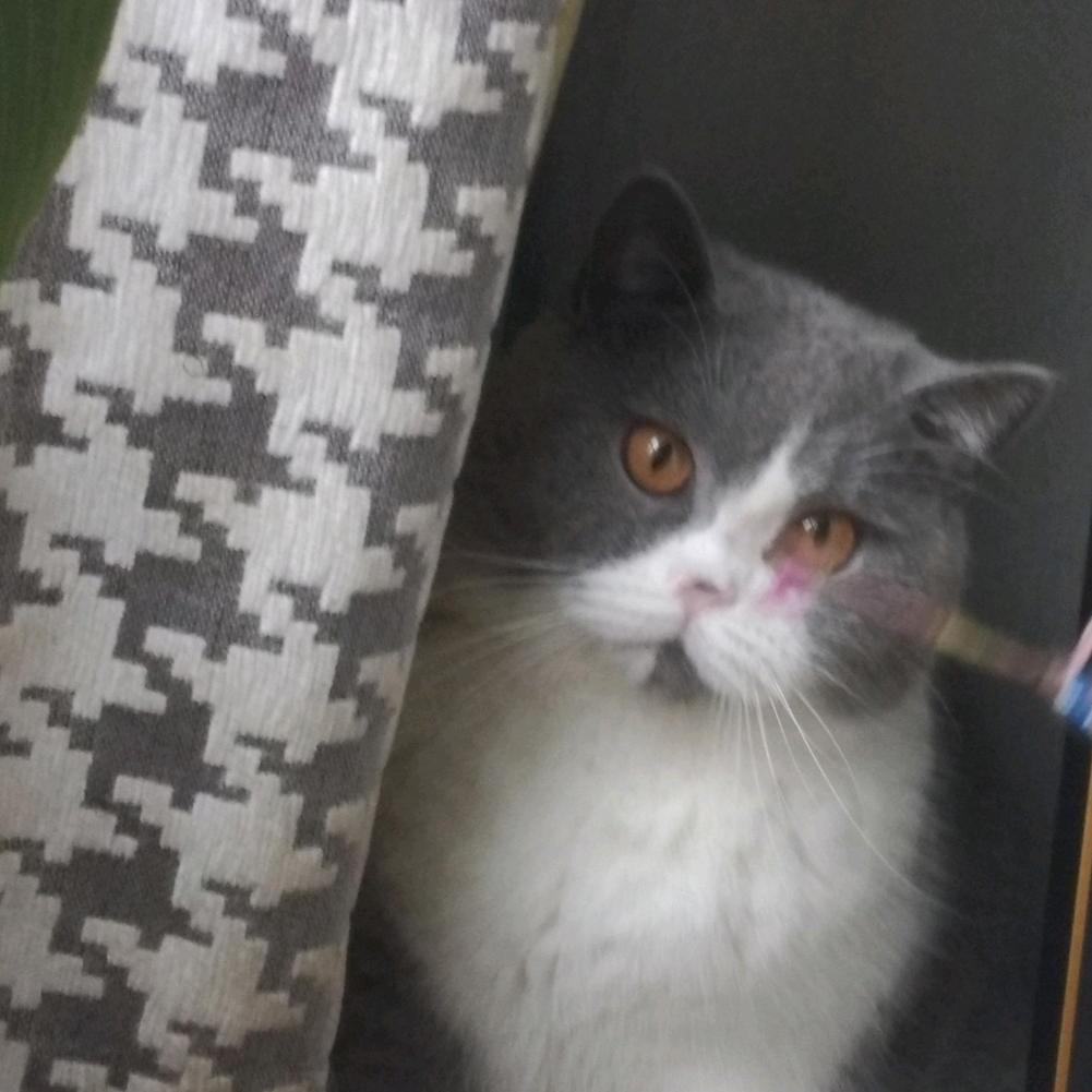 陈家辉
