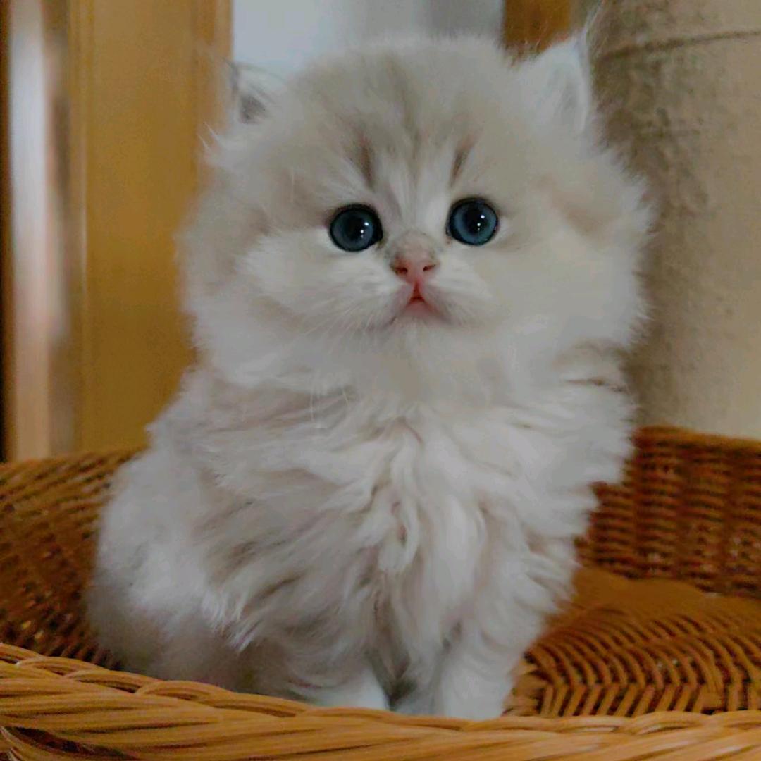 玉姐猫舍