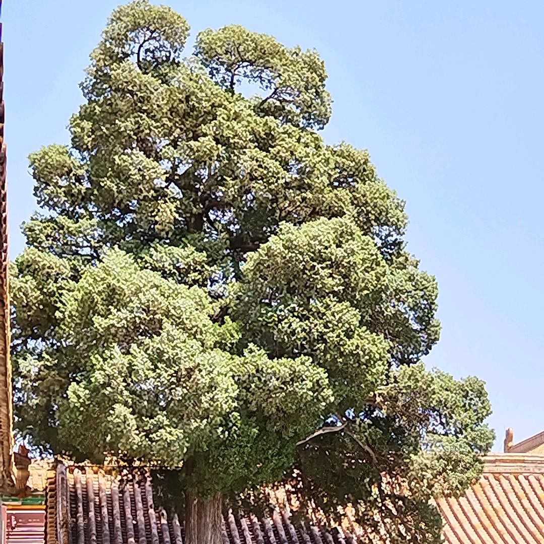 陈吃吃