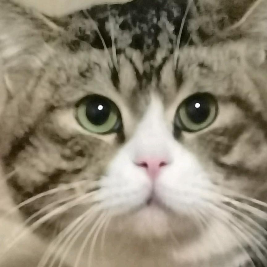 潘十六🐱
