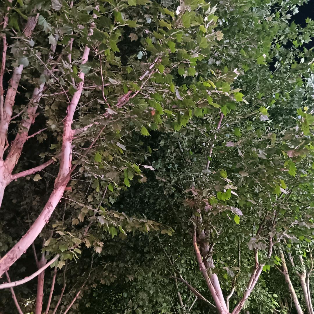李良堃