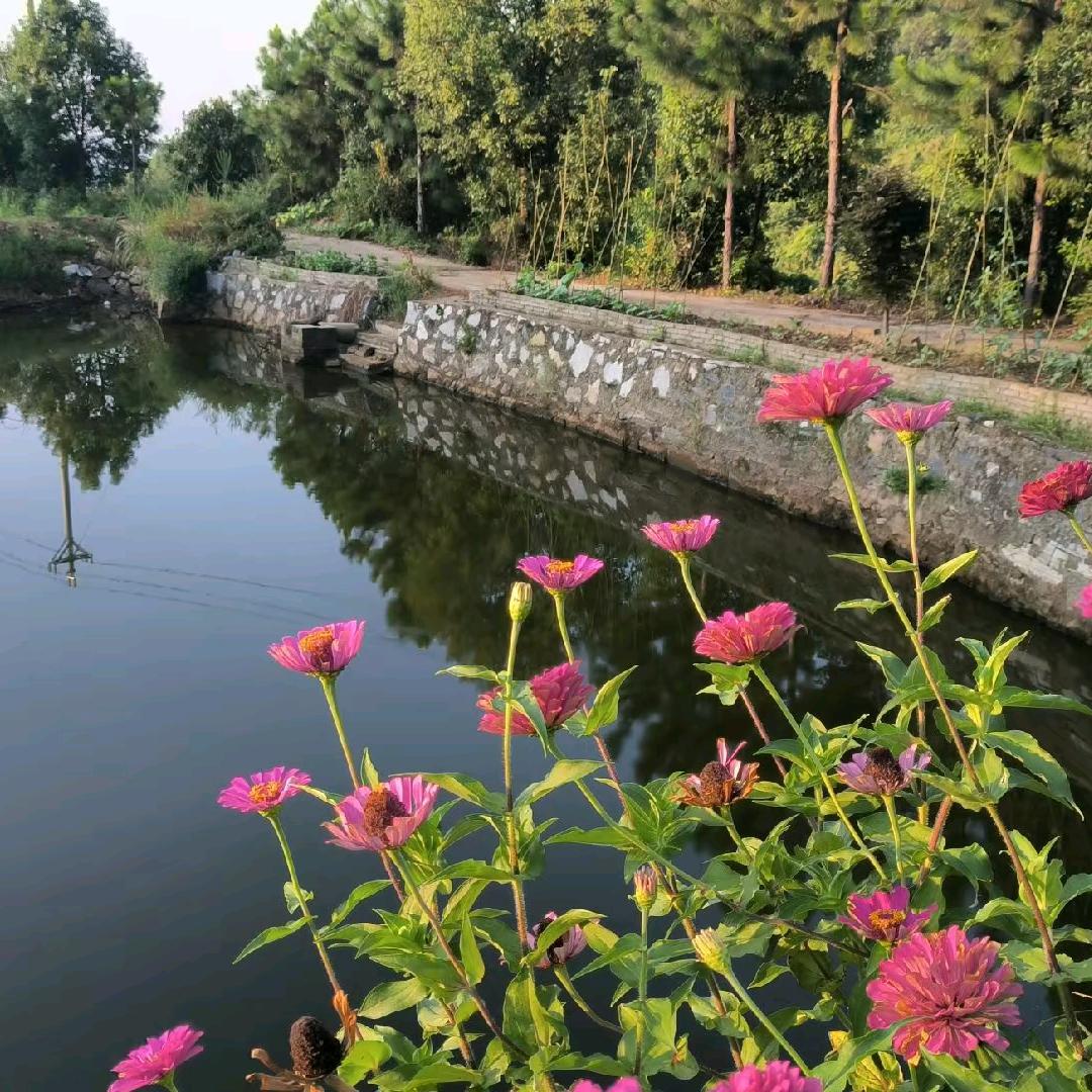 向阳山散养土鸡
