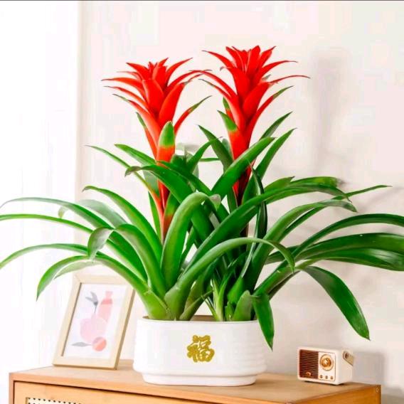 一花一木鸿运当头批发