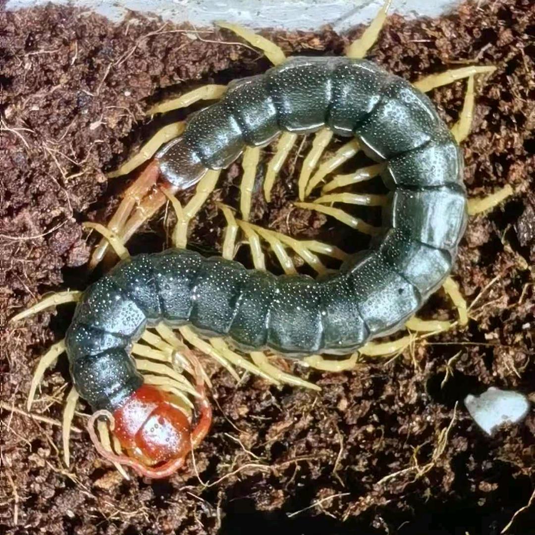 三农蜈蚣养殖 农业养殖