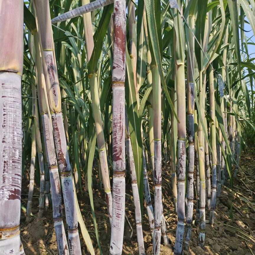 高密长节甘蔗种植(凝聚)