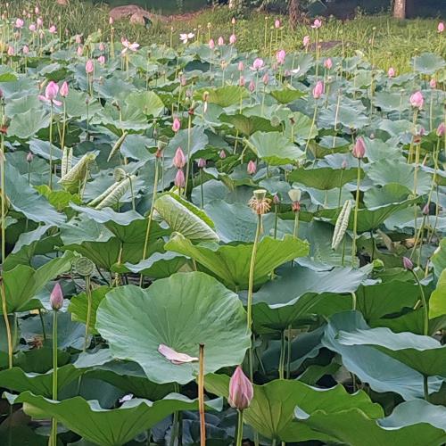 石缘花卉市场