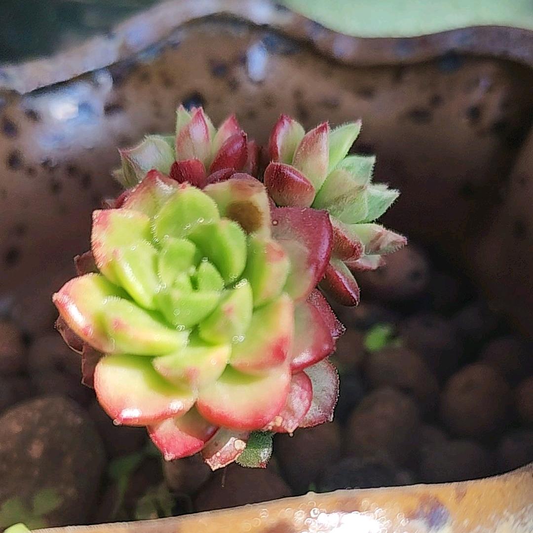 守财奴