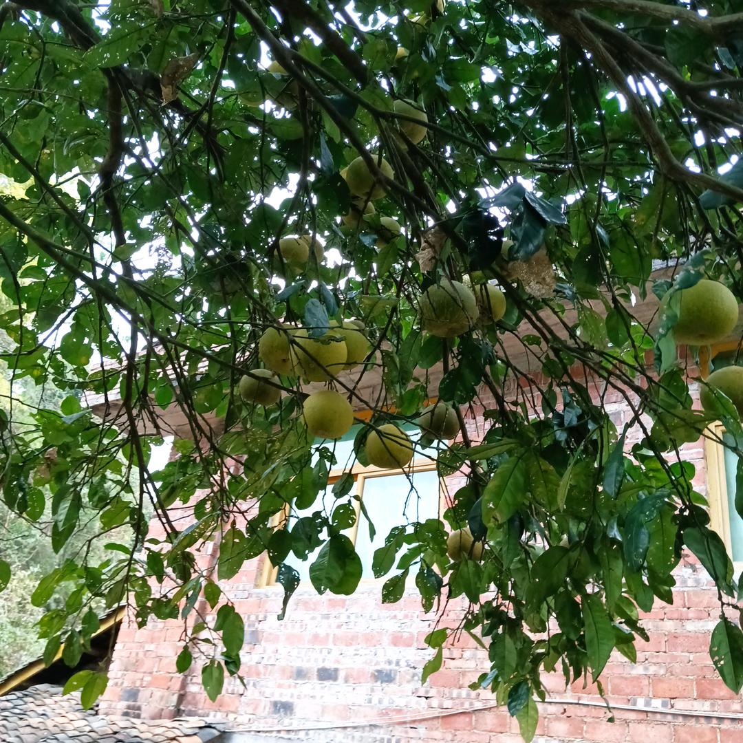 敏敏