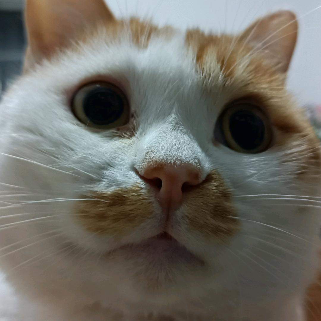 修咪