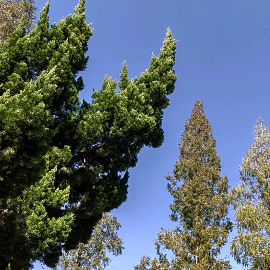 爱吃鱼的猫🏖️