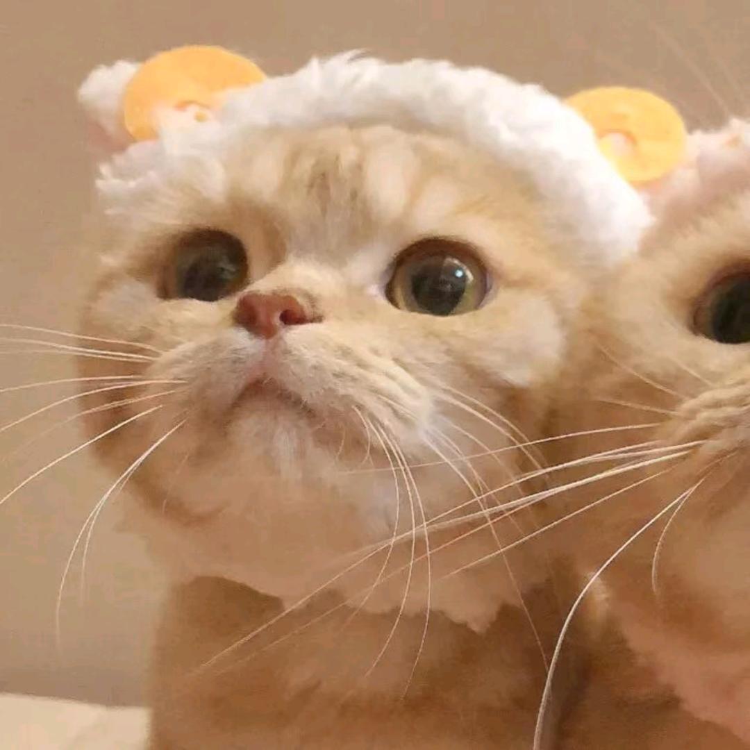 忧郁小猫y🐟