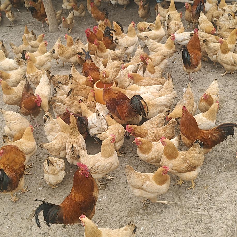 刘洋——散养土鸡土鸡蛋