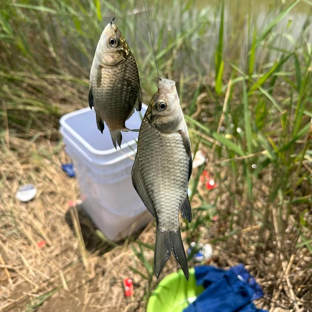 老张钓友圈--昭通