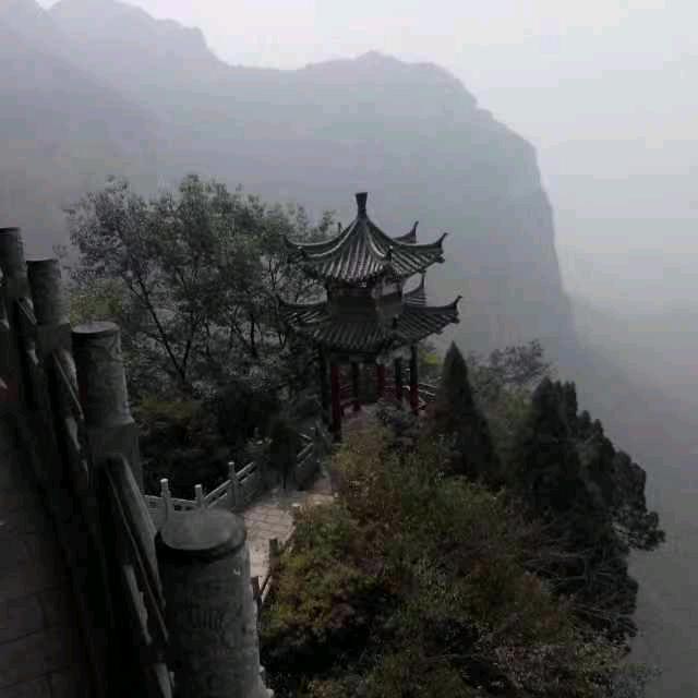 太行红叶黄栌盆景