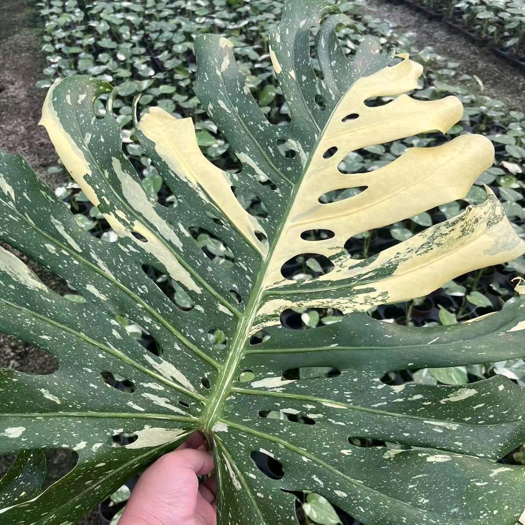 大伟热植甄选