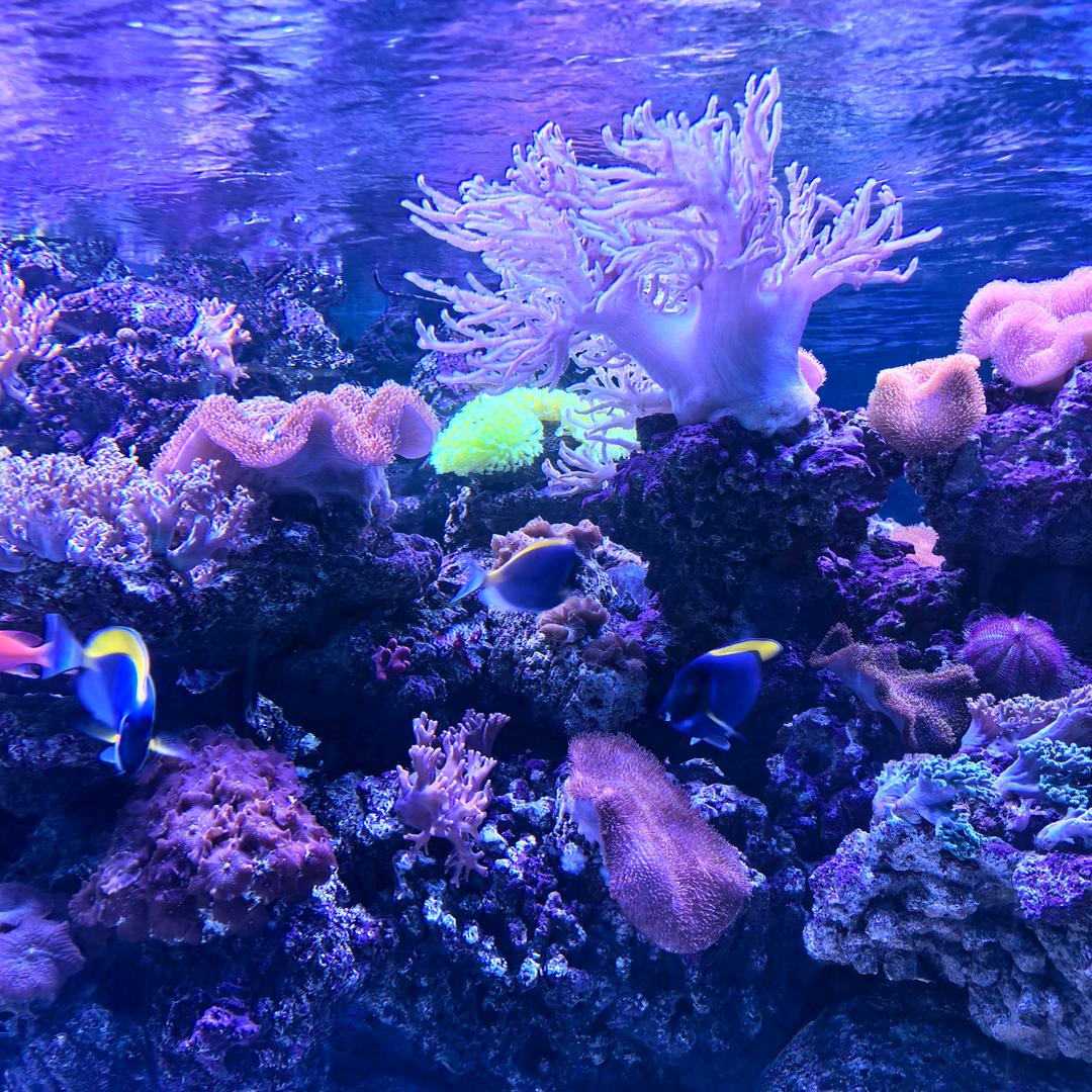 爱吃板栗的仙女