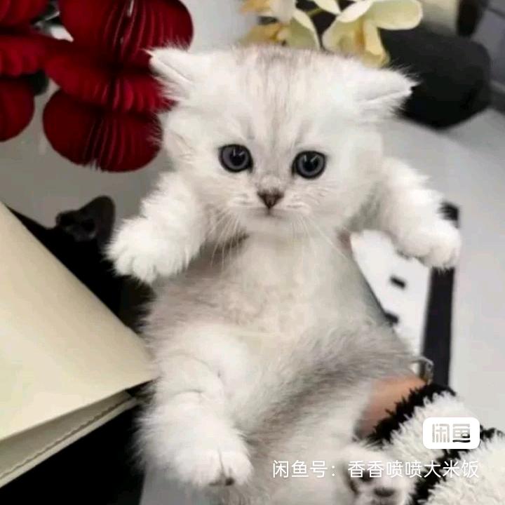 90后宝妈在锡林浩特开花店