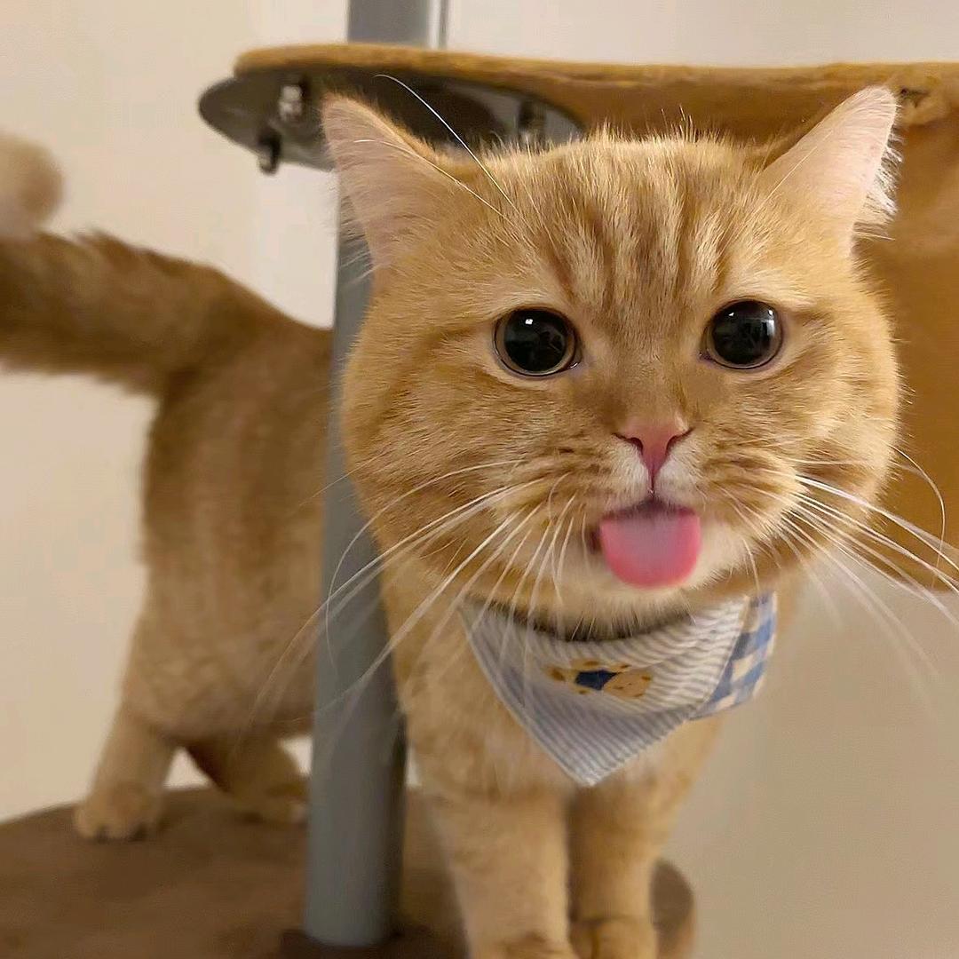 东风兔兔学手艺回月球做大做强