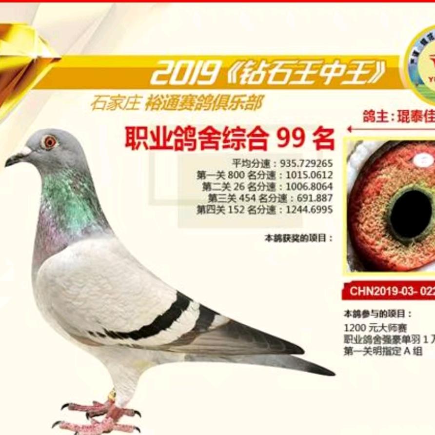 小铁狮💐鸽店💐