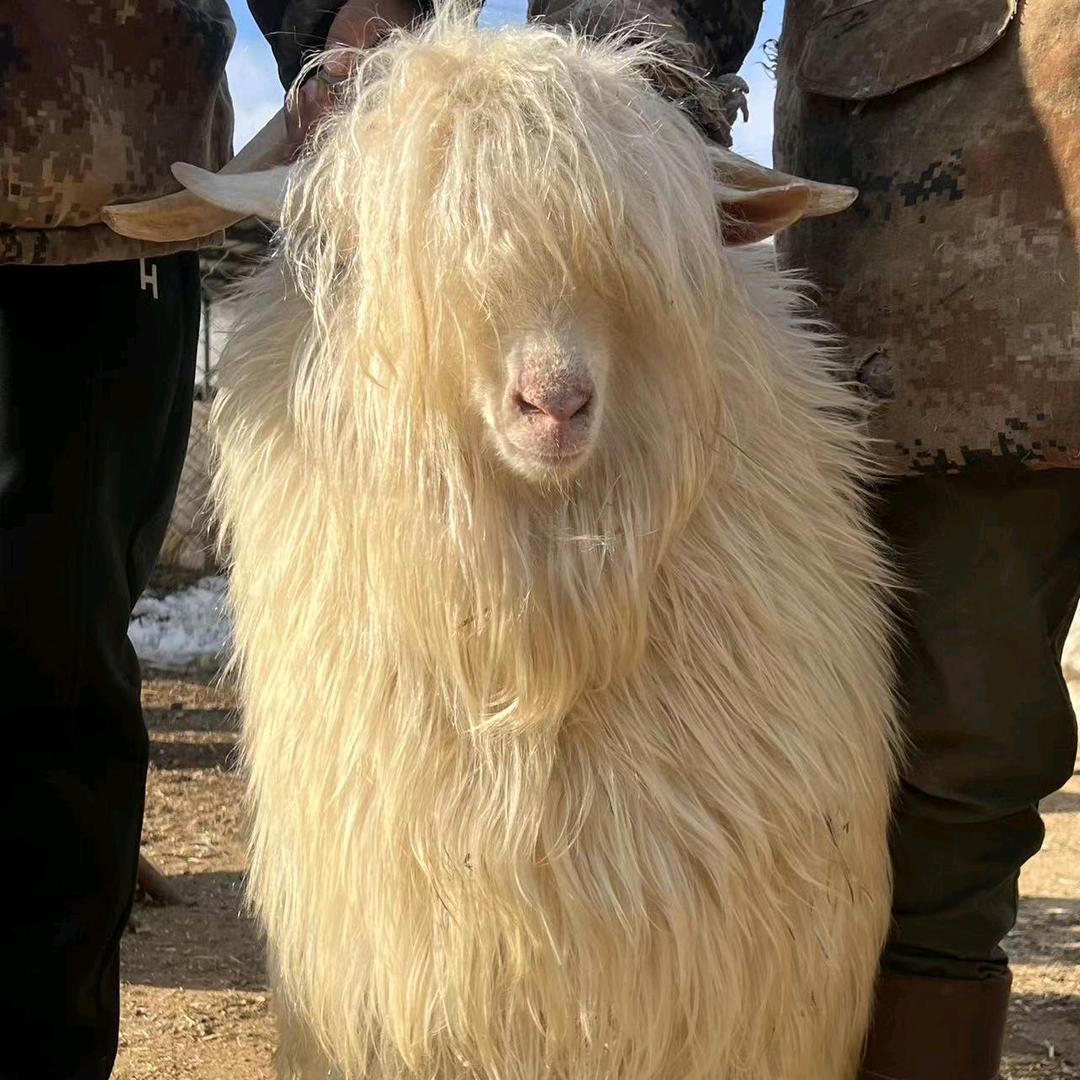 绥中吴峰绒山羊
