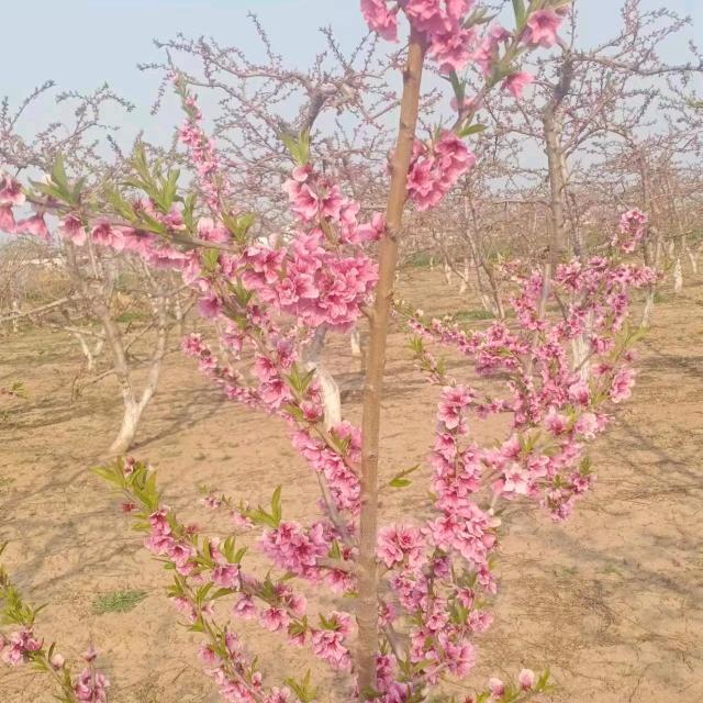 杨志玉