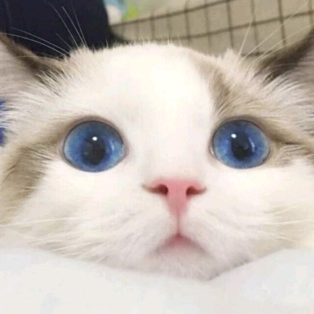 佩琦