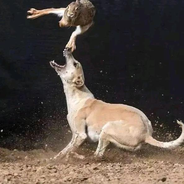 大爱狗撵兔