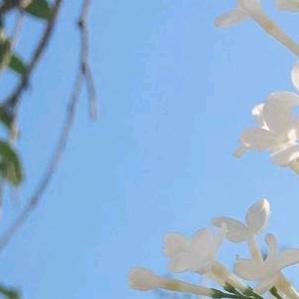 十年悬案的宁小姐头像