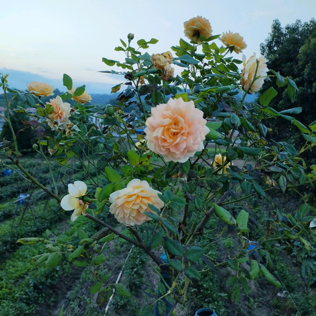 芊宝贝9月5号早上9点开播