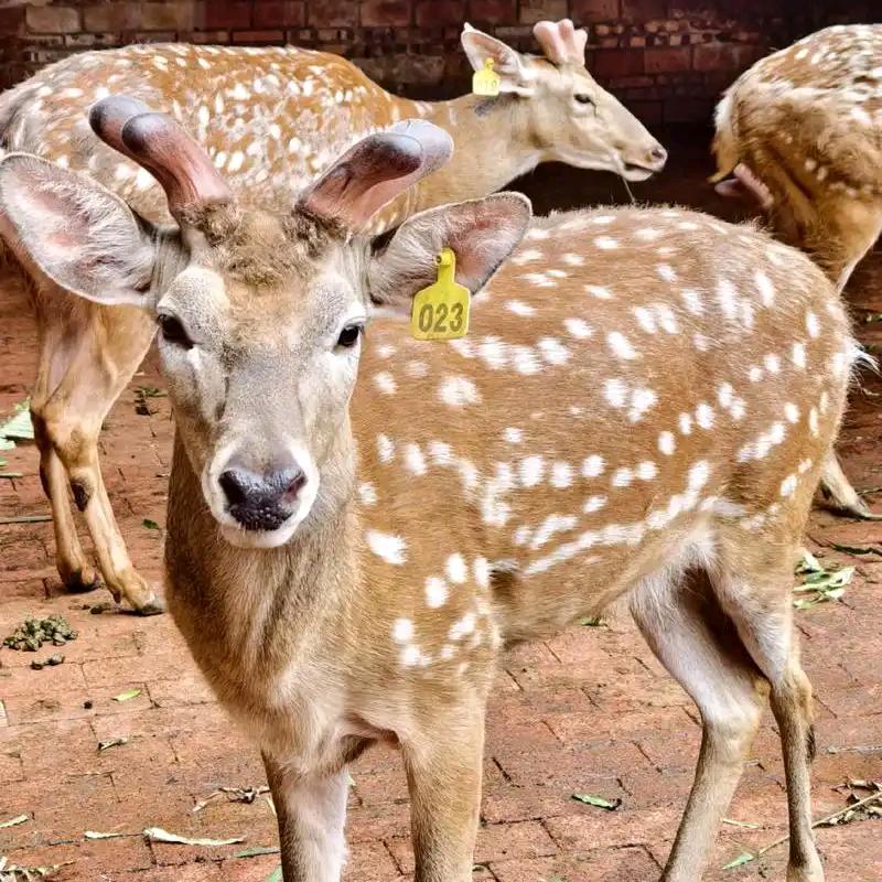 吉林鹿乡新农人