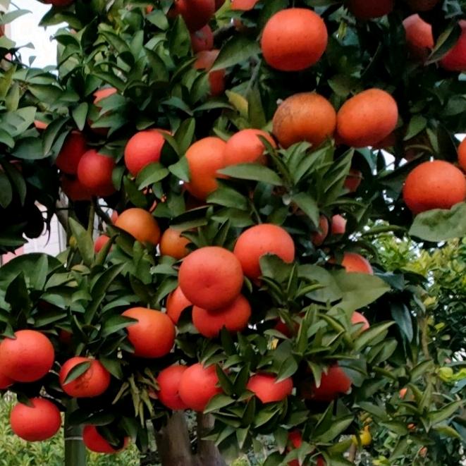 苗翠花果树批发