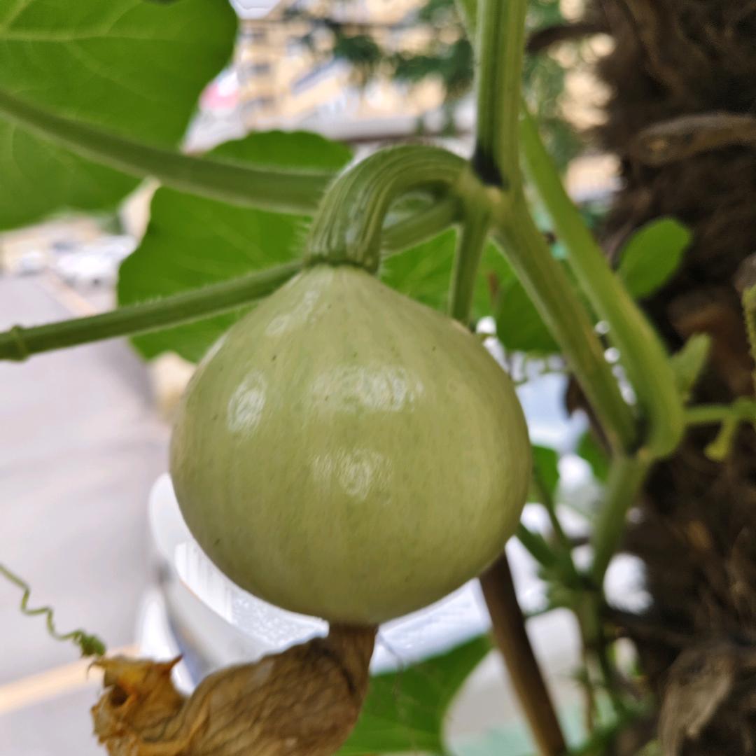 孝道
