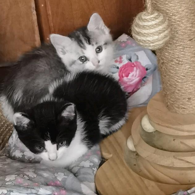 🥑香辣辣烤冷面