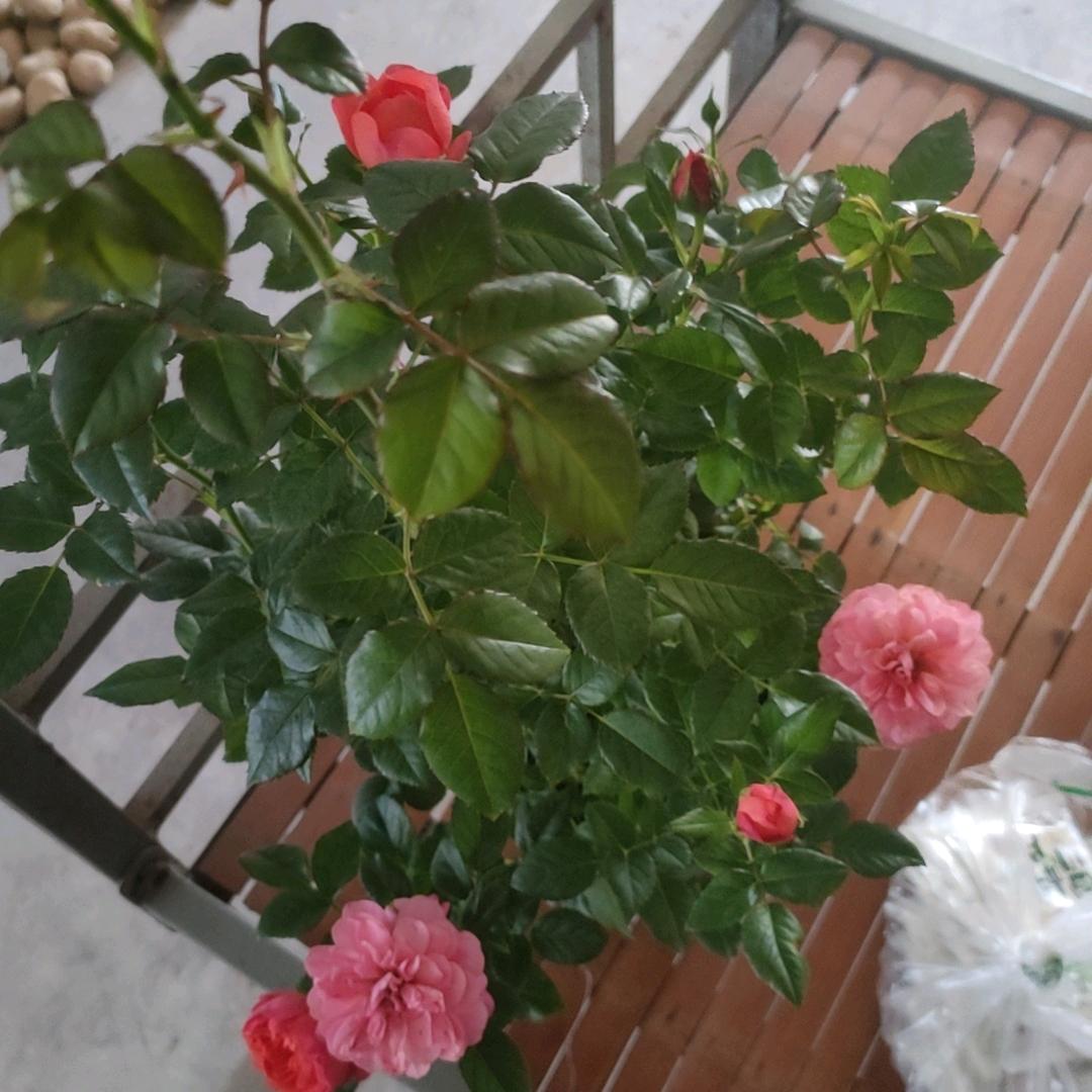 乱皮柴