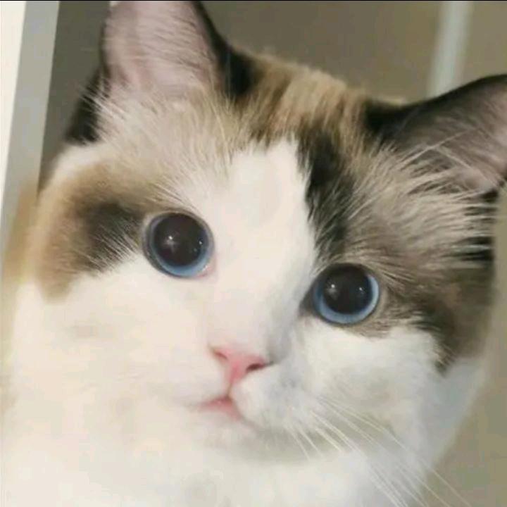 若梦梦
