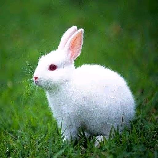 春天的兔子