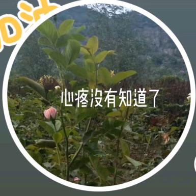 草原上的琪琪格