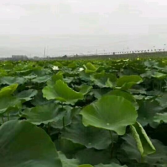 我爱你😘😘😘