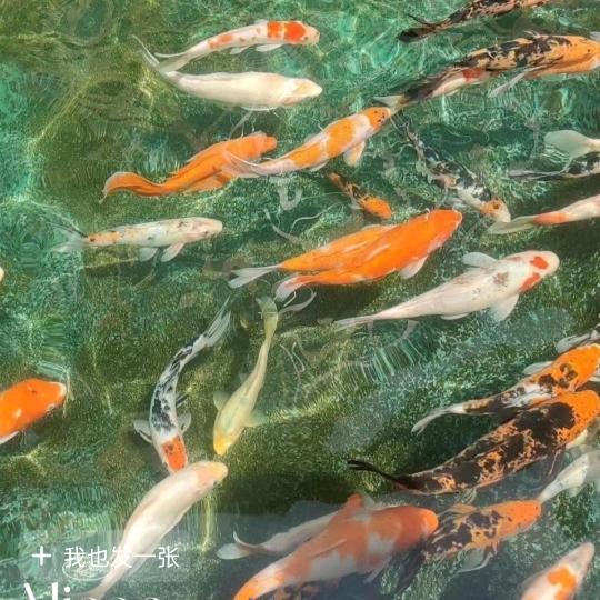 幸福花店开心小麻花