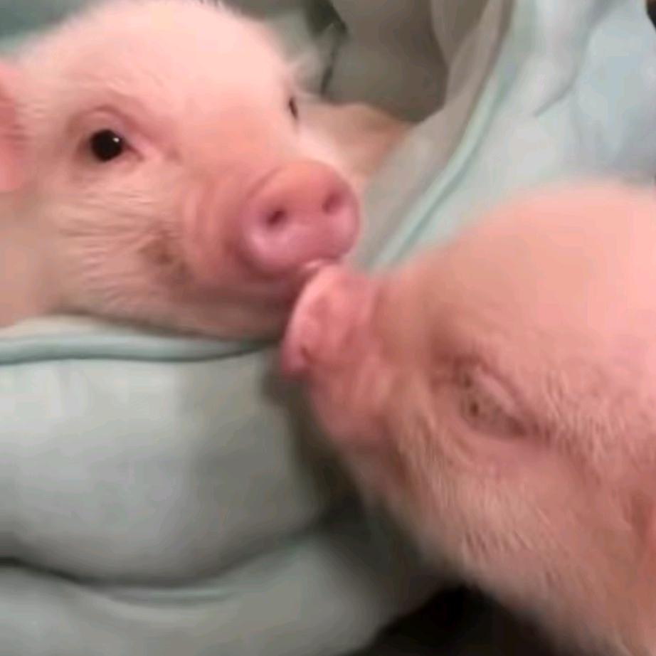 养殖小师妹🐷