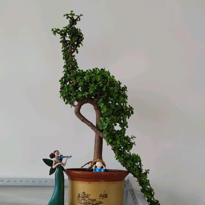 大侠花卉