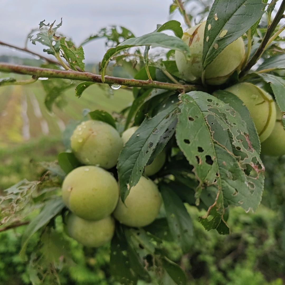 开心（哒哒哒）